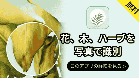 com.conceptivapps.blossom